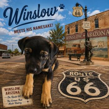 Winslow -  Terrier Dog for Adoption in Valley Park, Oklahoma - Winslow | PetCurious