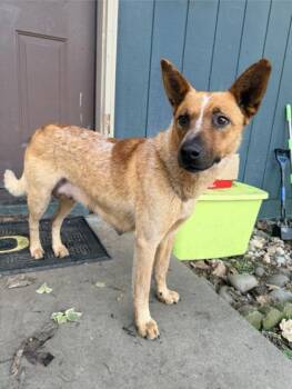 Fox Terrier and Mixed Breed Dogs Available for Adoption in Klamath Falls, Oregon - Tori | PetCurious