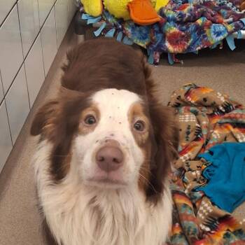 River -  Border Collie and Australian Shepherd Dog for Adoption in Zanesville, Ohio - River | PetCurious