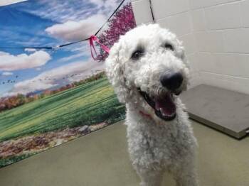 A552288 -  Poodle and Mixed Breed Dog for Adoption in Moreno Valley, California - A552288 | PetCurious