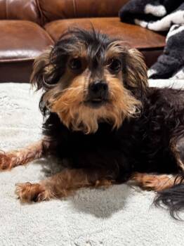 Faith -  Yorkshire Terrier and Chinese Crested Dog Dog for Adoption in Lucedale, Mississippi - Faith | PetCurious