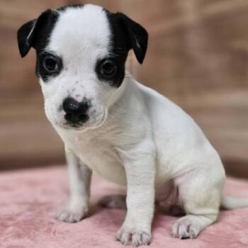 Pit Bull Terrier and Mixed Breed Dogs Available for Adoption in Griswold, Connecticut - Faye | PetCurious