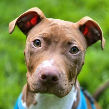 Crash -  American Staffordshire Terrier Dog for Adoption in East Peoria, Illinois - Crash | PetCurious