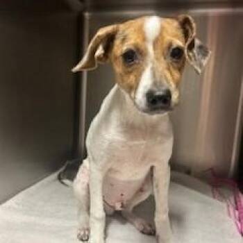 Rescue Jack Russell Terrier Dogs for Adoption in Tulsa, Oklahoma - Rincon | PetCurious