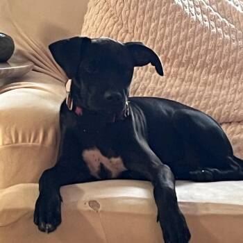 Rolo Candy - Local pup -  Chihuahua and Dachshund Dog for Adoption in Andover, Massachusetts - Rolo Candy - Local Pup | PetCurious