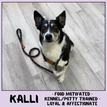 Kalli -  Australian Cattle Dog Blue Heeler and Mixed Breed Dog for Adoption in Emporia, Kansas - Kalli | PetCurious