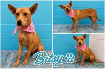 Bitsy -  Shepherd and Mixed Breed Dog for Adoption in Seagoville, Texas - Bitsy | PetCurious