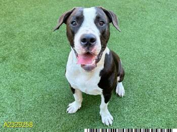 Mixed Breed Dogs Available for Adoption - MATTY | PetCurious