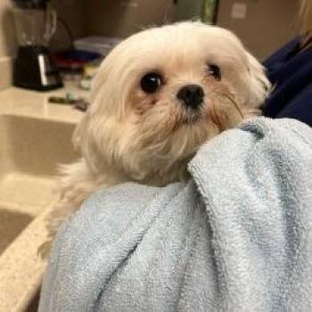 Dog 06/04/26 -  Shih Tzu and Mixed Breed Dog for Adoption in Bullhead City, Arizona - Dog 06/04/26 | PetCurious