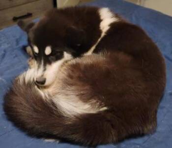 Siberian Husky and Pomeranian Dogs Available for Adoption in Kansas City, Missouri - Sif | PetCurious