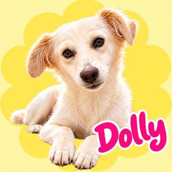 Dolly -  Retriever and Mixed Breed Dog for Adoption in Scottsdale, Arizona - Dolly | PetCurious