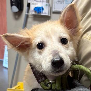 Terry/Finn -  Border Collie and Mixed Breed Dog for Adoption in Yuma, Arizona - Terry/Finn | PetCurious