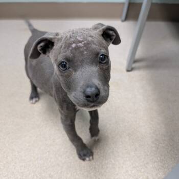 Rescue American Staffordshire Terrier Dogs for Adoption in Blair, Wisconsin - Macy | PetCurious