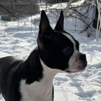 Boston Terrier Dogs Available for Adoption - Nova Faye D10677 | PetCurious