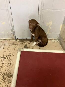 Capri -  Pit Bull Terrier Dog for Adoption in Troy, Ohio - Capri | PetCurious