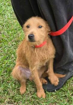 Brownie -  Wire Fox Terrier Dog for Adoption in Brewster, New York - Brownie | PetCurious
