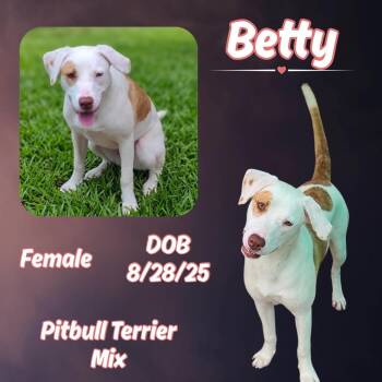 Betty -  Pit Bull Terrier and Hound Dog for Adoption in Caldwell, Texas - Betty | PetCurious