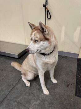Rescue Siberian Husky Dogs for Adoption in Tustin, California - SURI | PetCurious