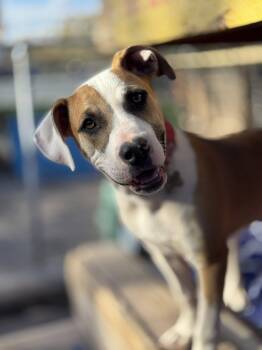 Staffordshire Bull Terrier and Boxer Dogs Available for Adoption in Williamsburg, New Mexico - Ozzy | PetCurious