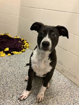 Terrier and Mixed Breed Dogs Available for Adoption - Baby | PetCurious