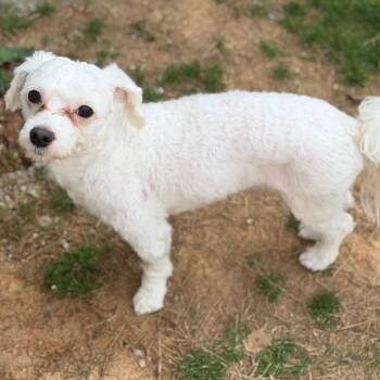 Maltese and Poodle Dogs Available for Adoption in Brownsboro, Alabama - Little Man W | PetCurious