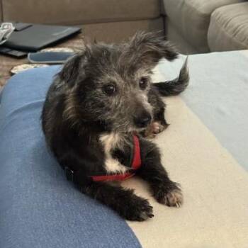 Rescue Poodle and Schnauzer Dogs for Adoption in High Point, North Carolina - Sophie | PetCurious
