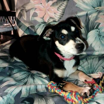 Dora -  Dachshund and Chihuahua Dog for Adoption in Port St. Lucie, Florida - Dora | PetCurious