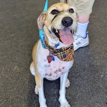 Hound Dogs Available for Adoption - Daisy | PetCurious