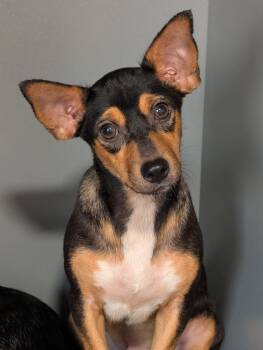 Dazzle -  Dachshund and Chihuahua Dog for Adoption in Baton Rouge, Louisiana - Dazzle | PetCurious