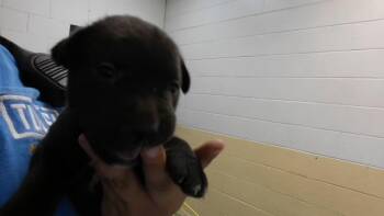 SABITH -  Labrador Retriever and Pit Bull Terrier Dog for Adoption in Tulsa, Oklahoma - SABITH | PetCurious