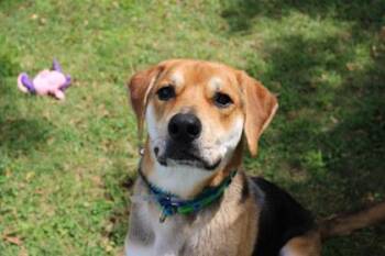 Rocky -  Mixed Breed Dog for Adoption in Kansas City, Missouri - Rocky | PetCurious