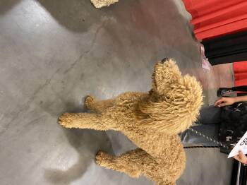 Rescue Standard Poodle Dogs for Adoption in Moreno Valley, California - Danny | PetCurious