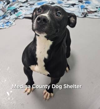 Rescue Pit Bull Terrier Dogs for Adoption in Medina, Ohio - Blade | PetCurious