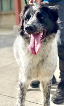 Australian Shepherd and Mixed Breed Dogs Available for Adoption - Roo | PetCurious