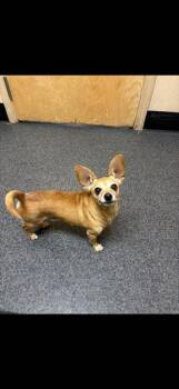 Hubert -  Chihuahua and Mixed Breed Dog for Adoption in Roseville, California - Hubert | PetCurious