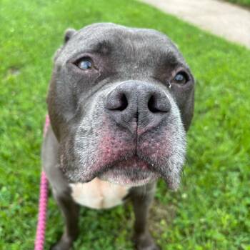 Mixed Breed Dogs Available for Adoption - Bro | PetCurious