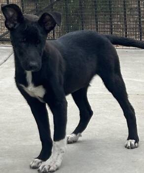 German Shepherd Dog Dogs Available for Adoption in El Cajon, California - TINA | PetCurious