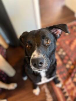 Rich -  Border Collie and Black Labrador Retriever Dog for Adoption in Thornton, Colorado - Rich | PetCurious