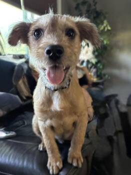 Terrier Dogs Available for Adoption - Tater Chip | PetCurious