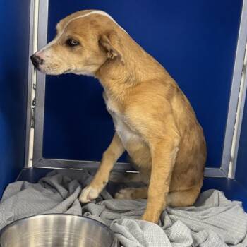 Mixed Breed Dogs Available for Adoption - 104841 | PetCurious