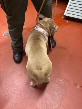 Conquesa -  Pit Bull Terrier Dog Available for Adoption in Douglasville, Georgia - Conquesa | PetCurious