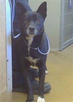 FREYA -  Australian Cattle Dog Blue Heeler and Jindo Dog for Adoption in Sacramento, California - FREYA | PetCurious