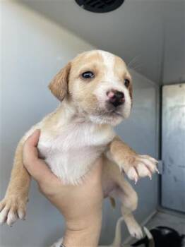 Rescue Pit Bull Terrier Dogs for Adoption in Houston, Texas - A645088 | PetCurious