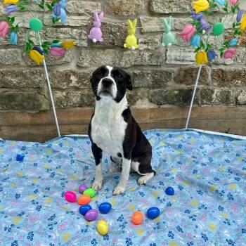 Mixed Breed Dogs Available for Adoption in Houston, Texas - Ghost | PetCurious
