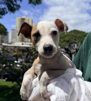 Terrier and Mixed Breed Dogs Available for Adoption - Butterball | PetCurious