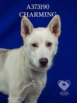 German Shepherd Dog Dogs Available for Adoption in Stockton, California - CHARMING | PetCurious