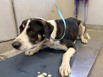 A882717 -  Labrador Retriever and Australian Shepherd Dog for Adoption in Camarillo, California - A882717 | PetCurious