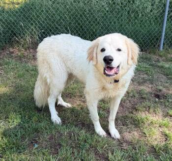 Great Pyrenees and Labrador Retriever Dogs Available for Adoption in Hastings, Michigan - ELLIOTT | PetCurious
