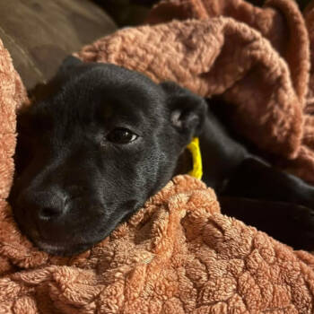 Rescue Pit Bull Terrier Dogs for Adoption - Lizzie | PetCurious