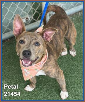 PETAL (see also ROSIE) -  Pit Bull Terrier and American Staffordshire Terrier Dog for Adoption in Marietta, Georgia - PETAL (see Also ROSIE) | PetCurious